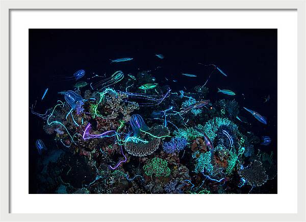 Coral Reef Night Magic