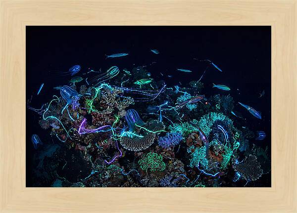 Coral Reef Night Magic