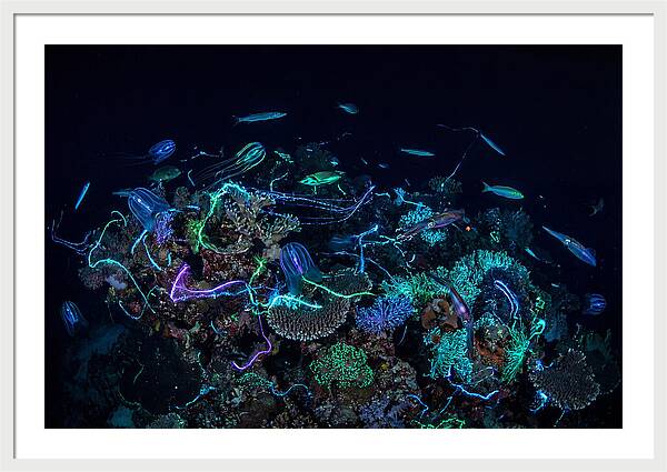 Coral Reef Night Magic