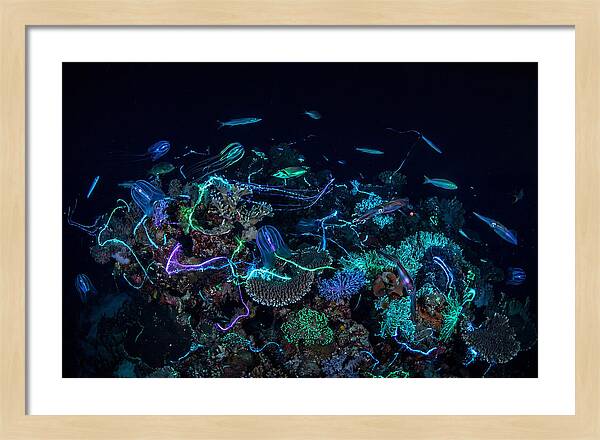 Coral Reef Night Magic
