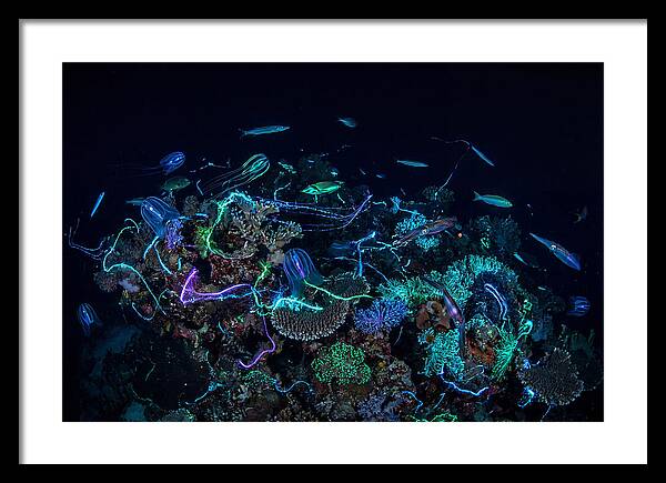 Coral Reef Night Magic