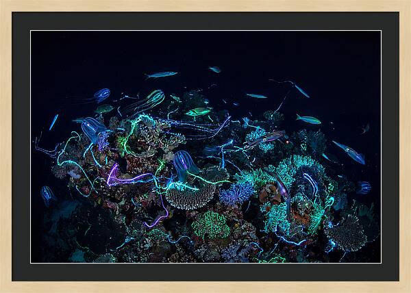 Coral Reef Night Magic