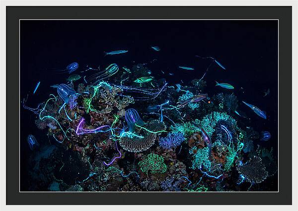 Coral Reef Night Magic