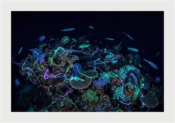 Coral Reef Night Magic