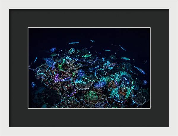 Coral Reef Night Magic