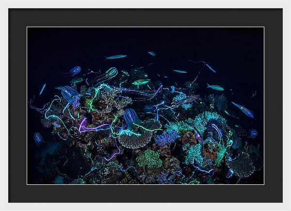 Coral Reef Night Magic