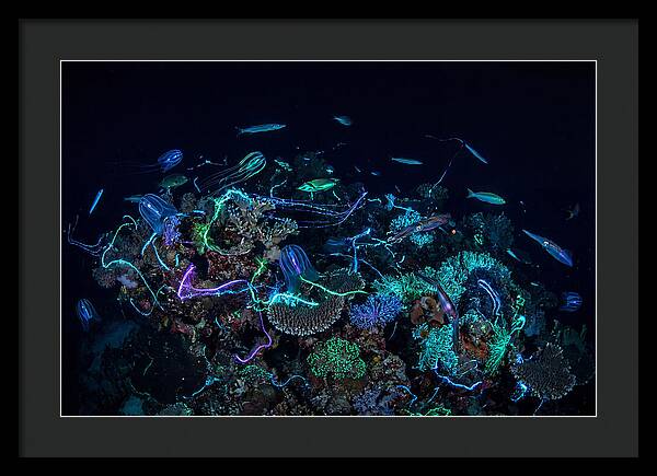 Coral Reef Night Magic