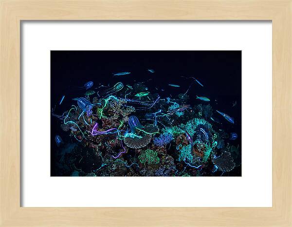 Coral Reef Night Magic
