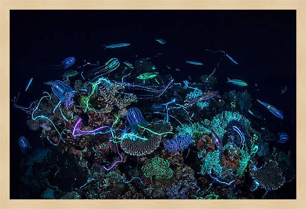 Coral Reef Night Magic