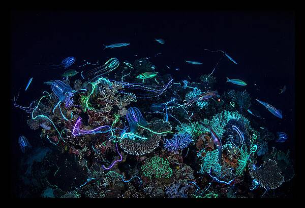 Coral Reef Night Magic