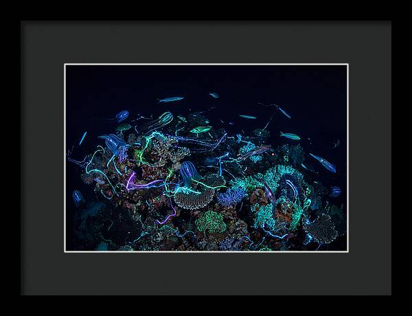 Coral Reef Night Magic