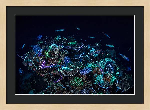 Coral Reef Night Magic