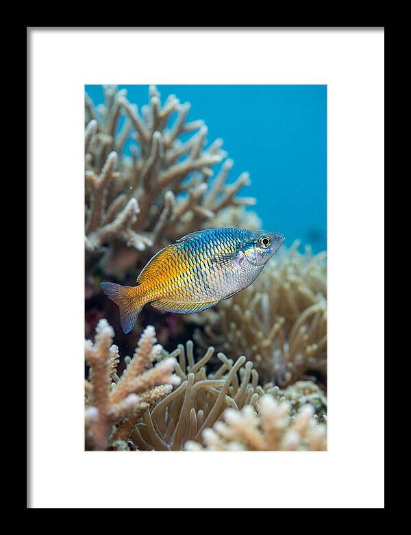 Coral Reef Serenity