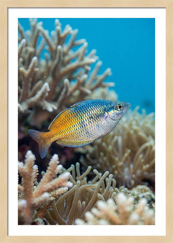 Coral Reef Serenity