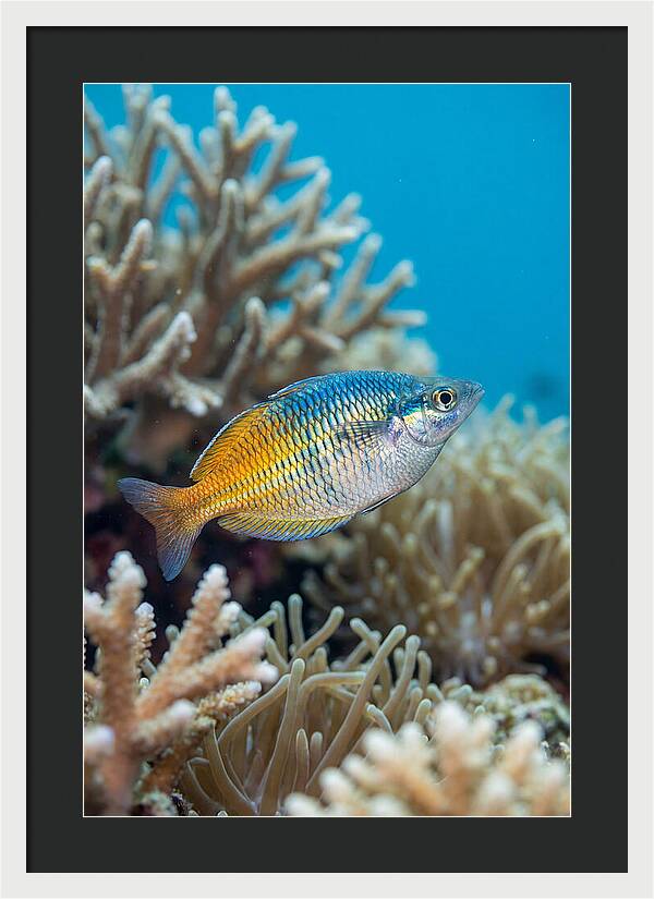 Coral Reef Serenity