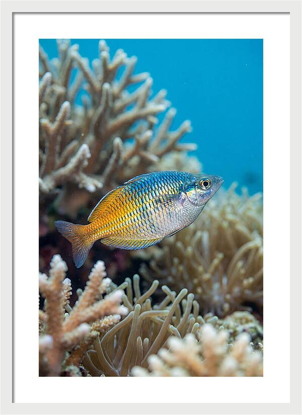 Coral Reef Serenity