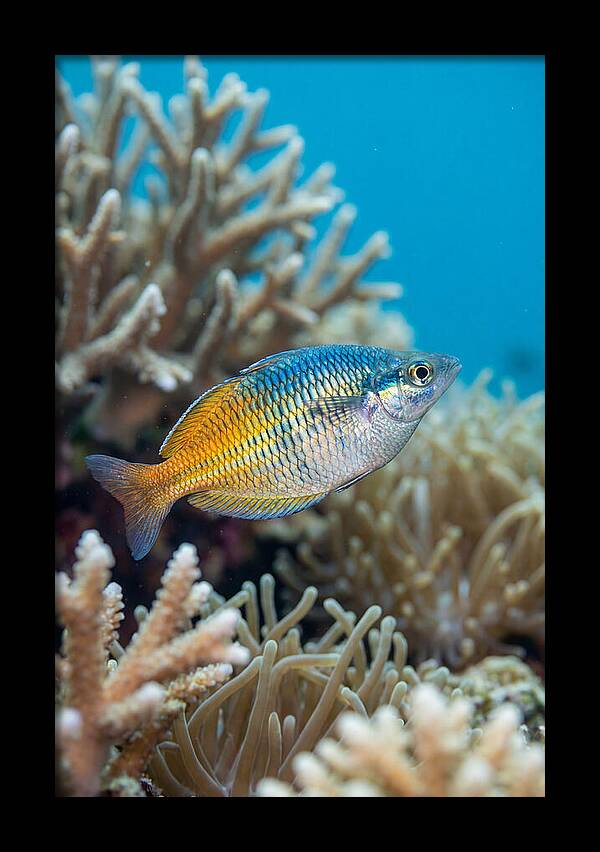 Coral Reef Serenity