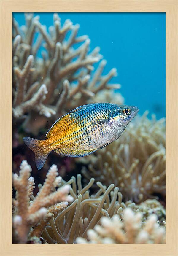 Coral Reef Serenity