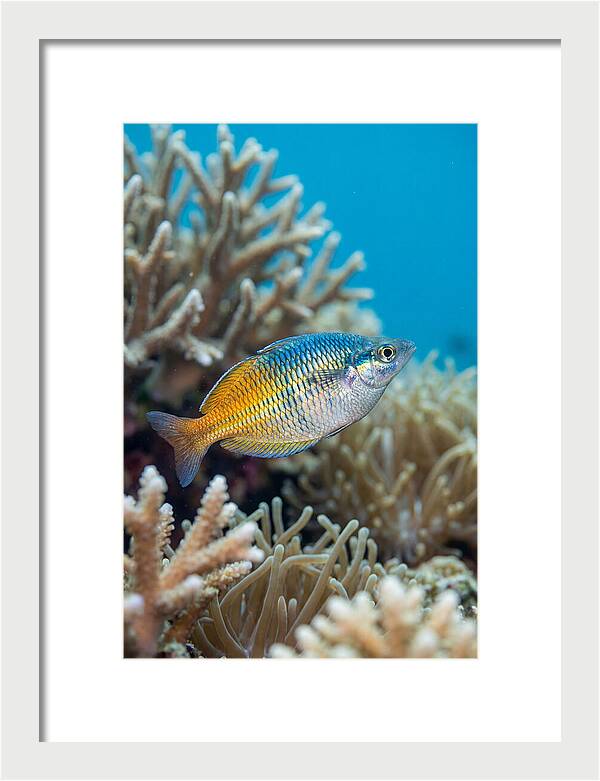 Coral Reef Serenity