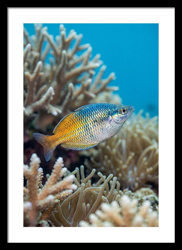 Coral Reef Serenity