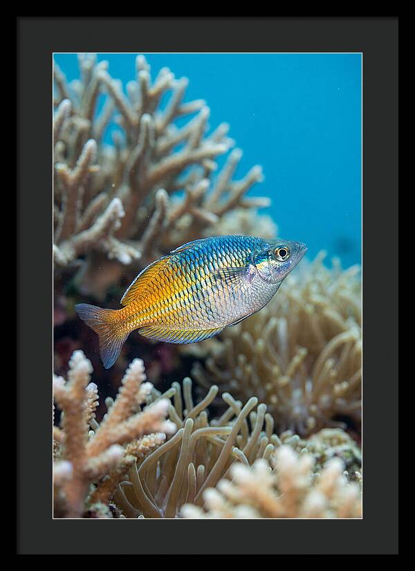Coral Reef Serenity