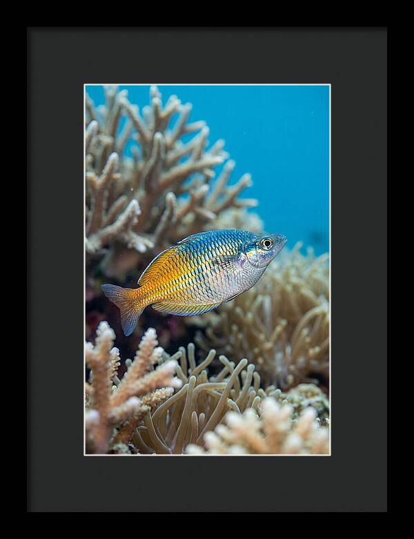 Coral Reef Serenity