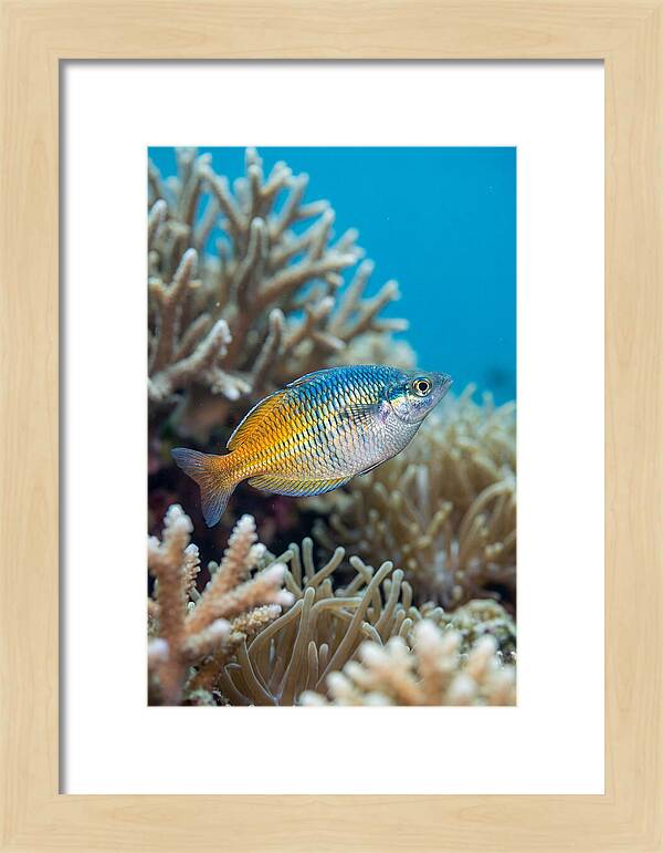 Coral Reef Serenity