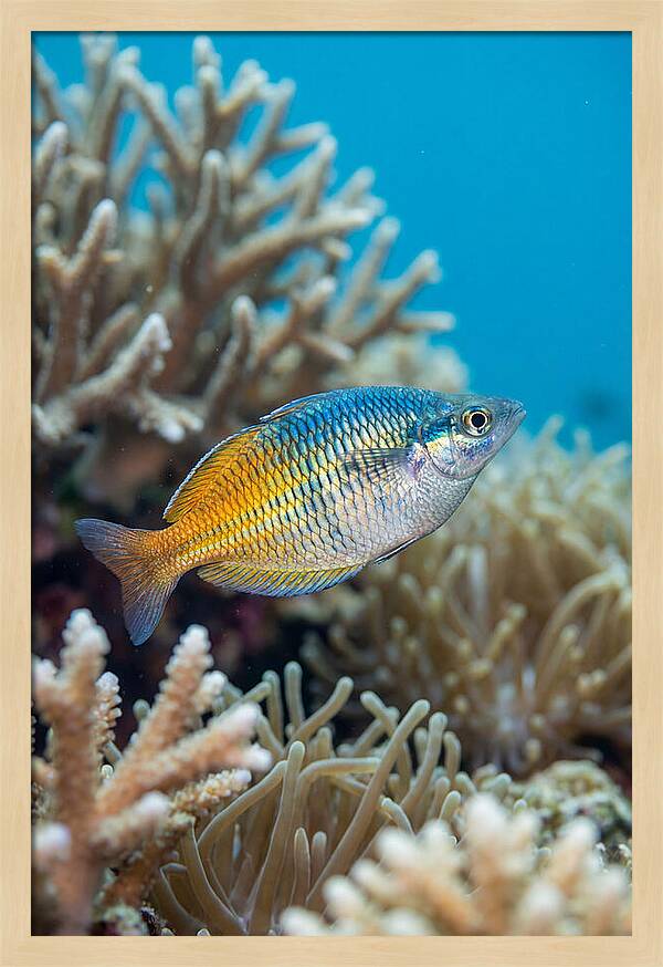 Coral Reef Serenity