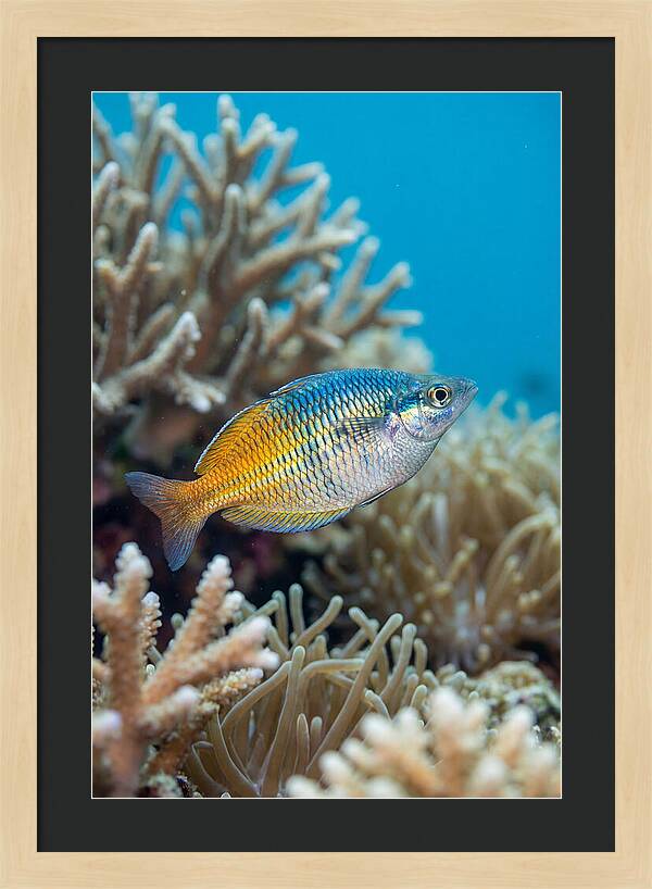 Coral Reef Serenity
