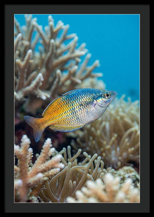 Coral Reef Serenity