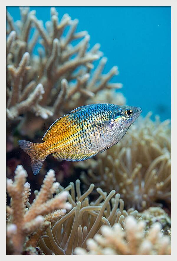 Coral Reef Serenity