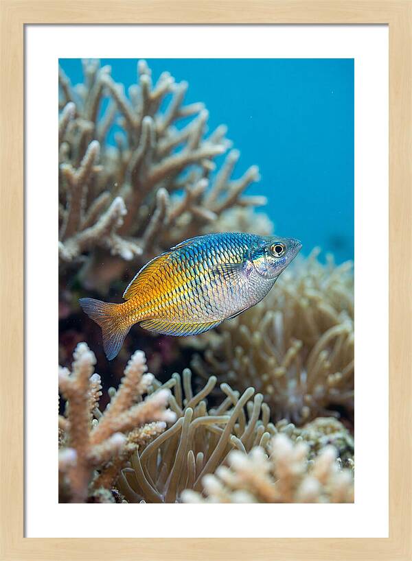 Coral Reef Serenity