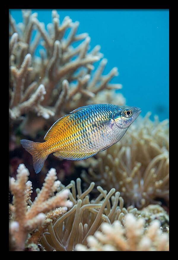 Coral Reef Serenity