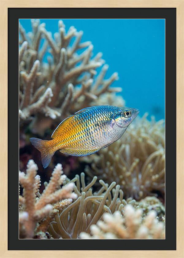 Coral Reef Serenity