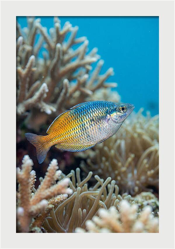 Coral Reef Serenity