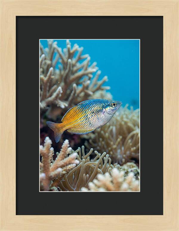 Coral Reef Serenity
