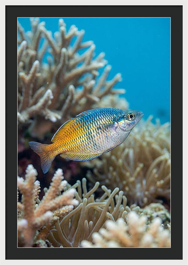 Coral Reef Serenity