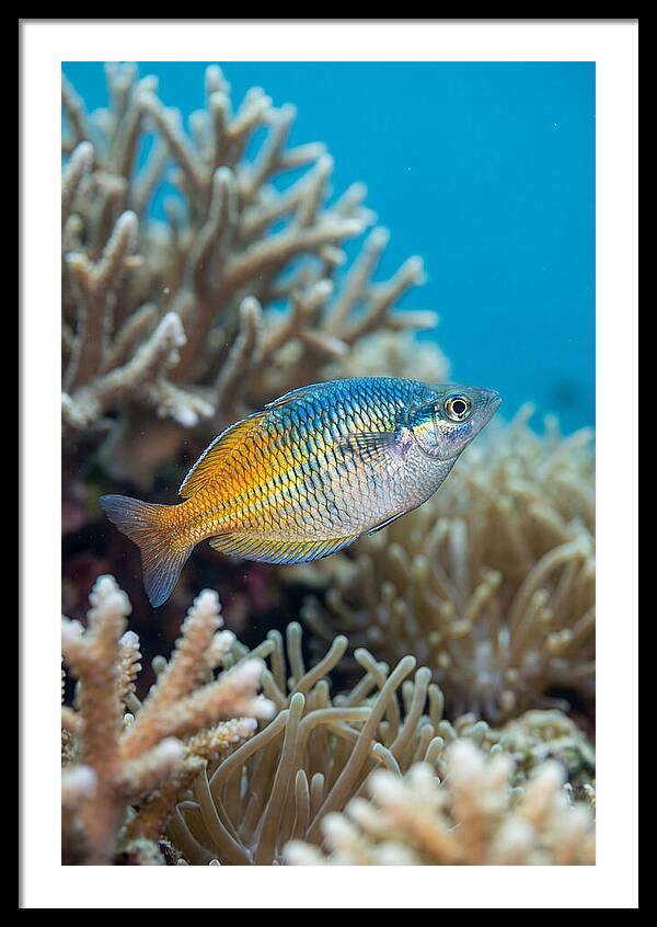Coral Reef Serenity