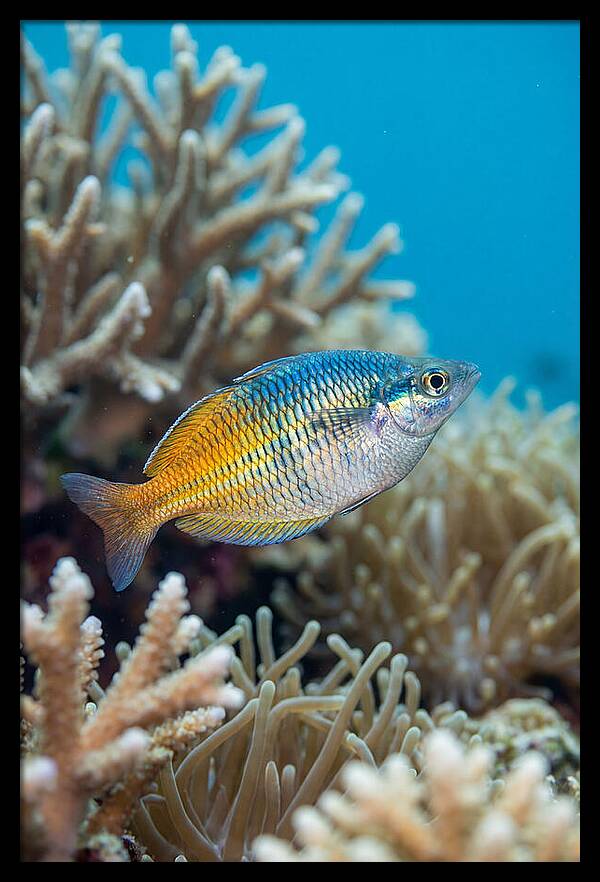 Coral Reef Serenity