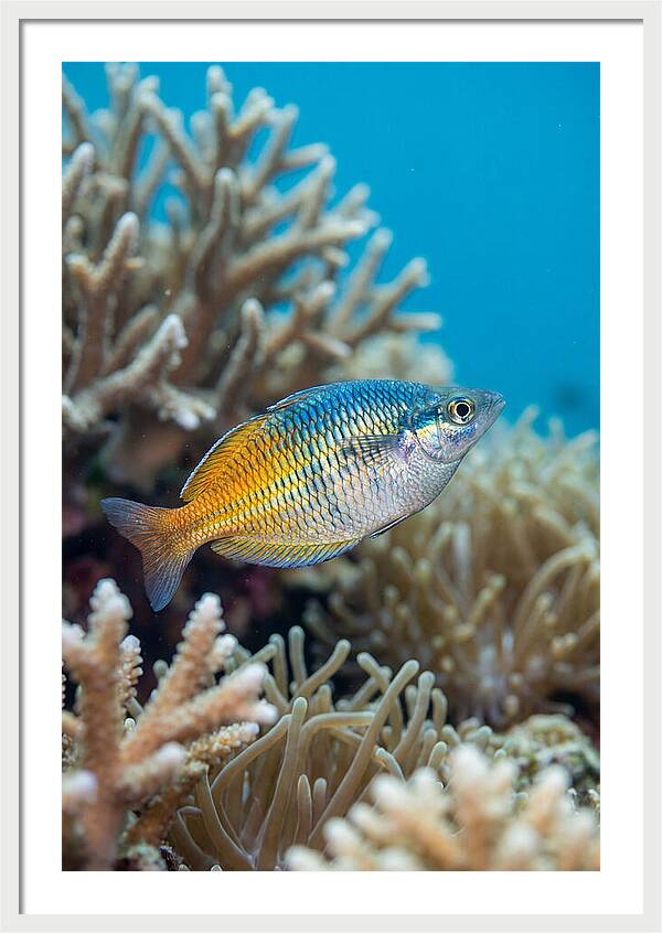 Coral Reef Serenity
