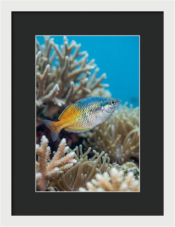 Coral Reef Serenity