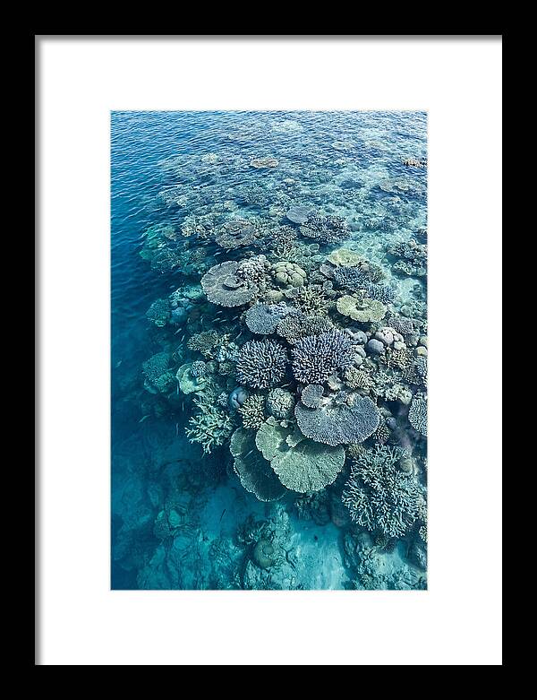 Coral Reef Serenity