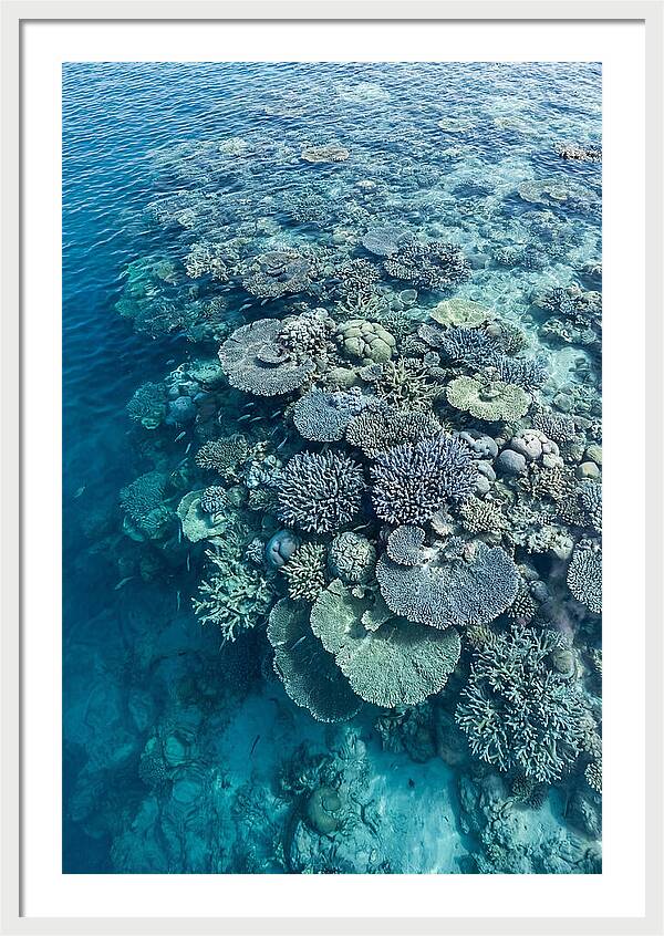 Coral Reef Serenity
