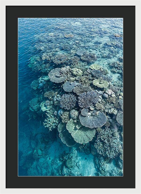 Coral Reef Serenity