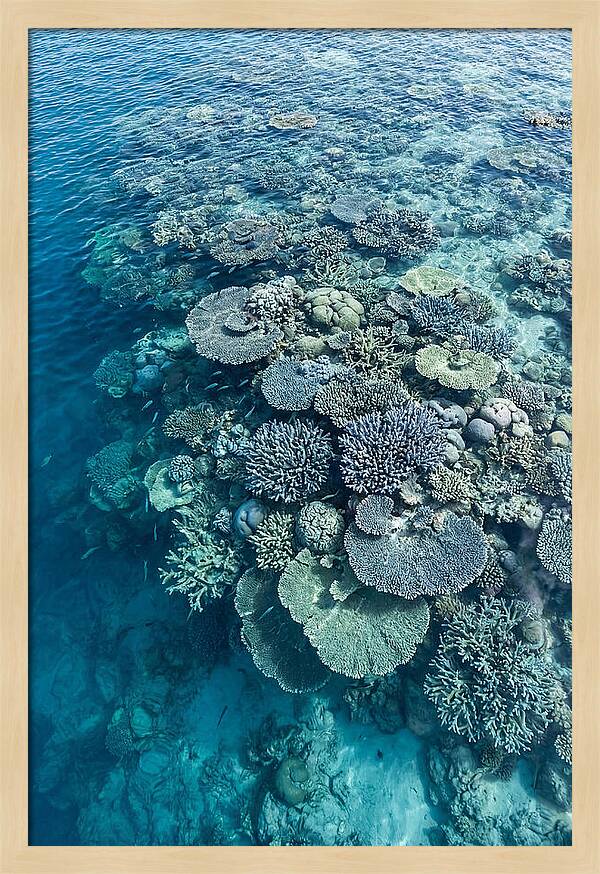 Coral Reef Serenity