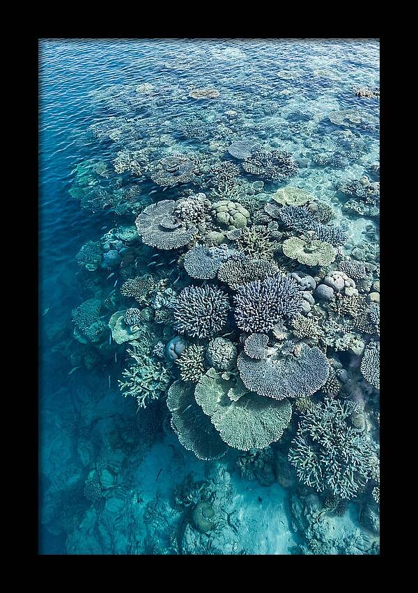 Coral Reef Serenity