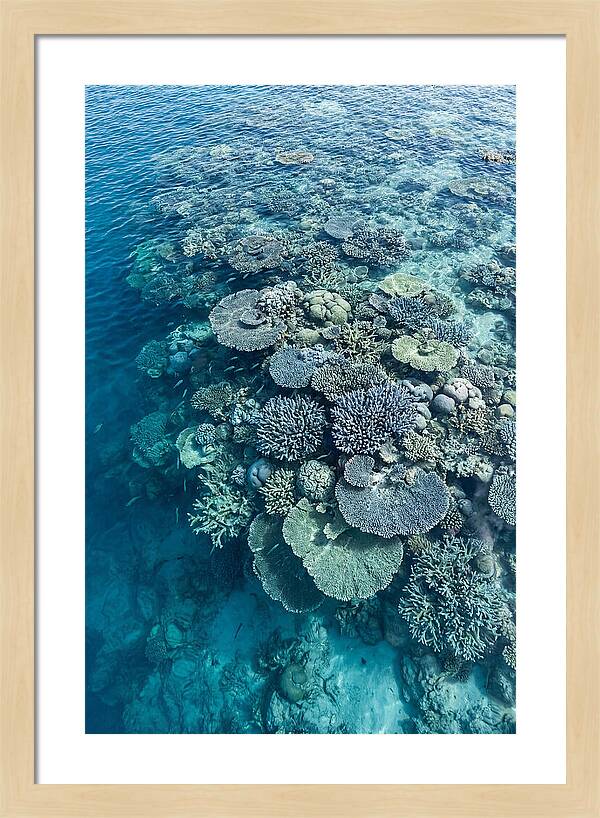 Coral Reef Serenity