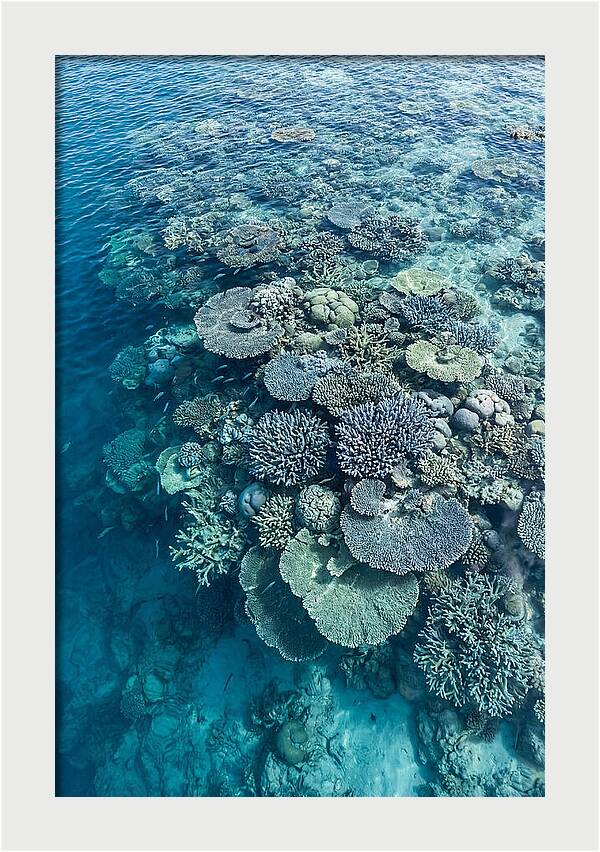 Coral Reef Serenity