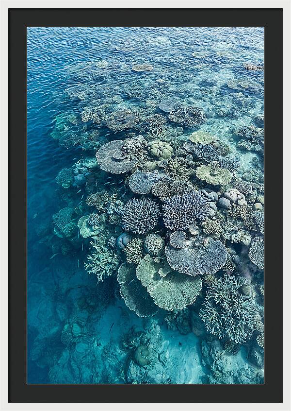 Coral Reef Serenity