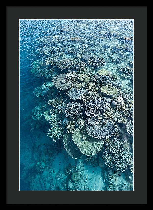 Coral Reef Serenity